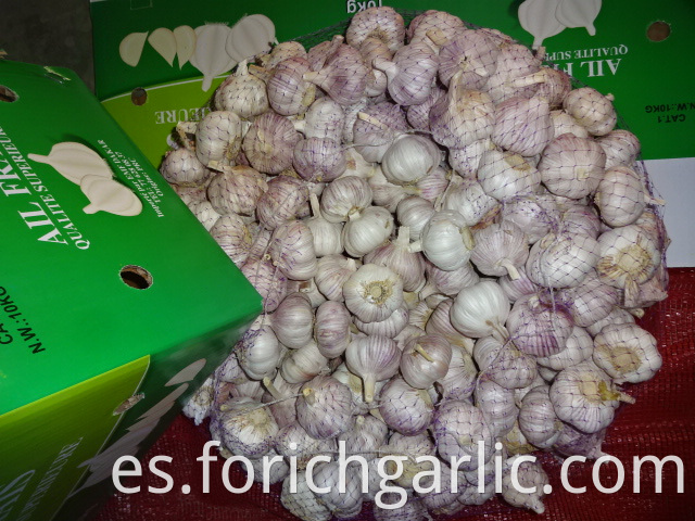 Fresh High Quality Normal White Garlic 2019